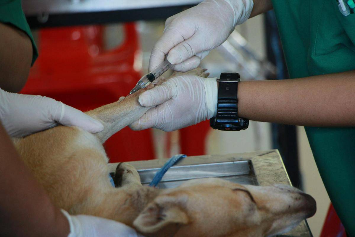 ilustrasi vaksin rabies pada anjing (pexels.com/ Pranidchakan Boonrom)