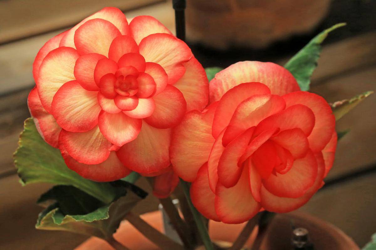 ilustrasi begonia 