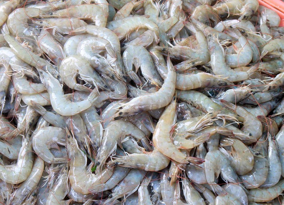 ilustrasi udang segar 