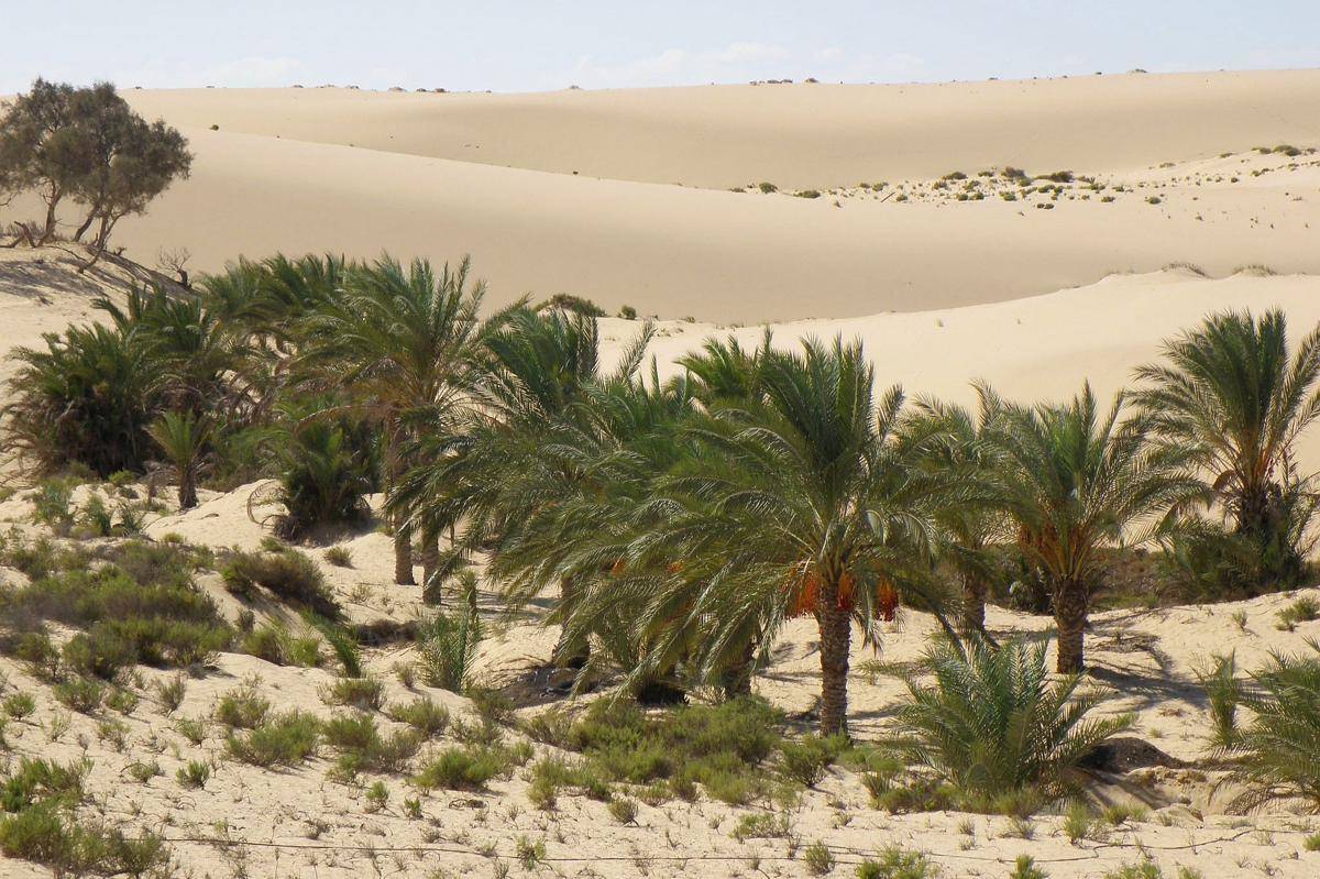 Oasis Al-Ahsa