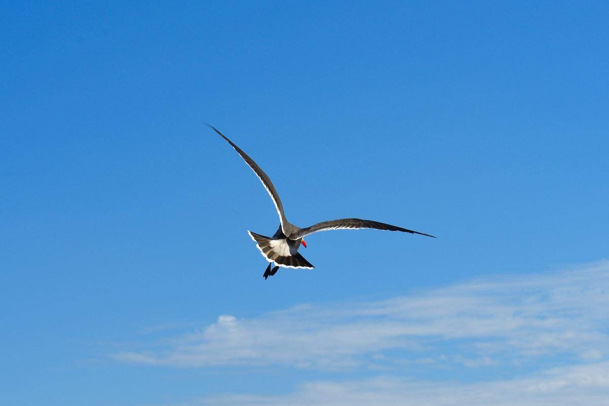 ilustrasi burung arctic tern (unsplash.com/Ralph Katieb)