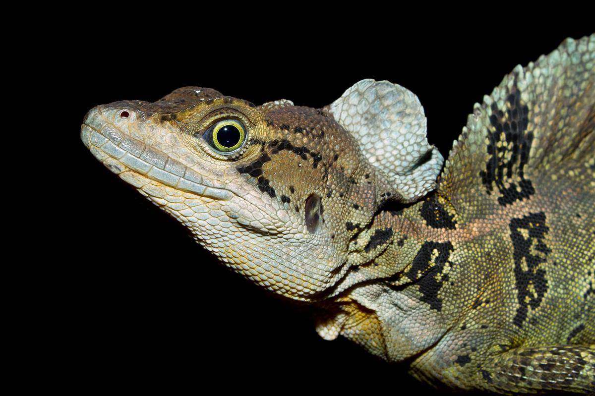 kadal basilisk (commons.wikimedia.org/Brian Gratwicke)