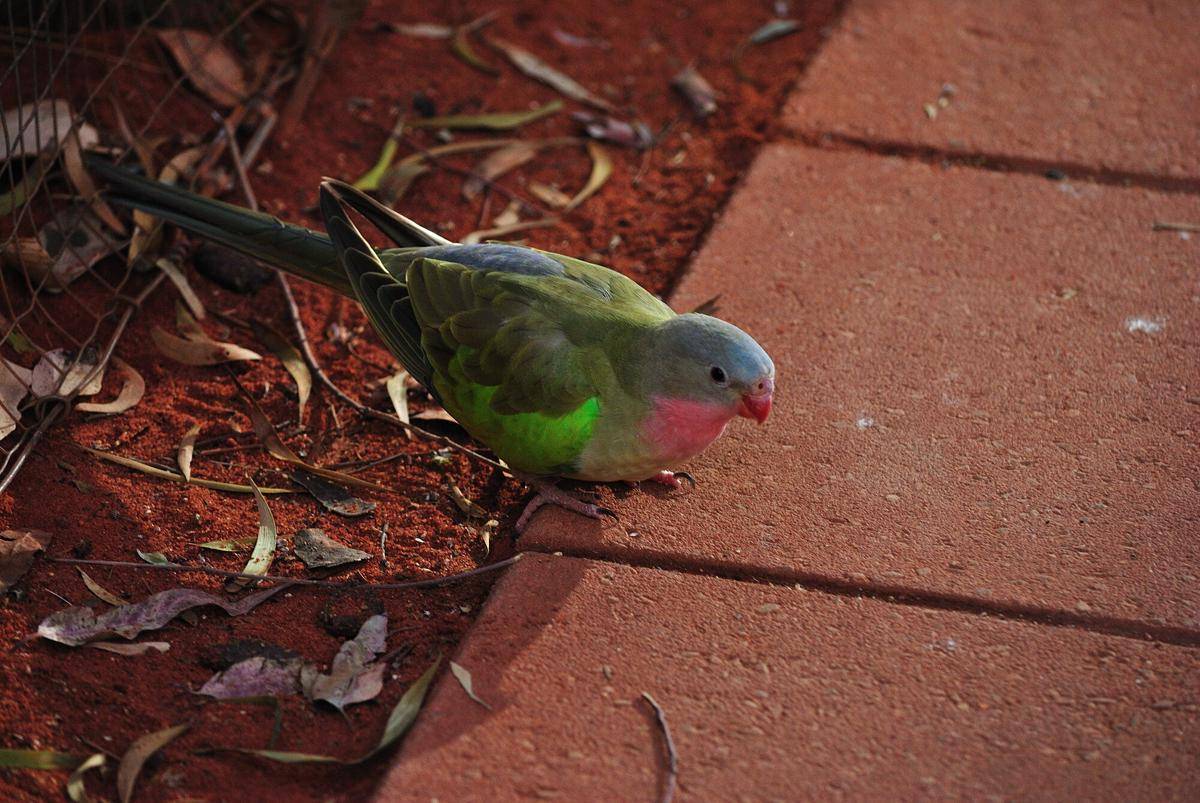 Princess parrot 