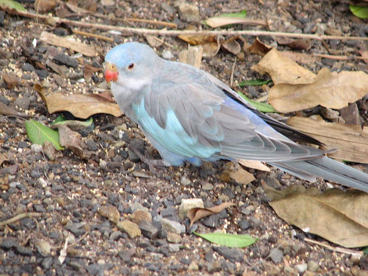 Blue mutant princess parrot 