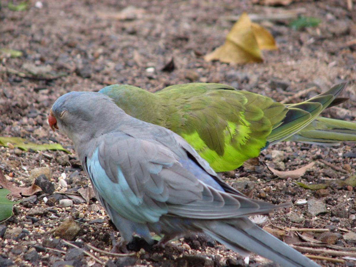Princess parrot normal dan blue mutant princess parrot 
