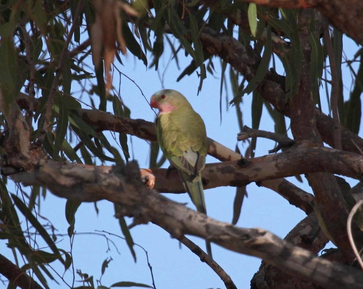 Princess parrot 