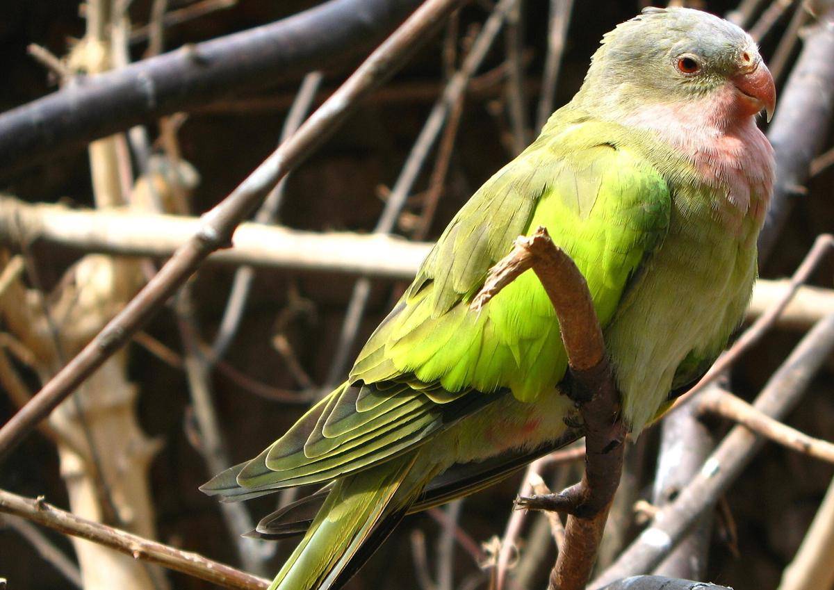 Princess parrot 