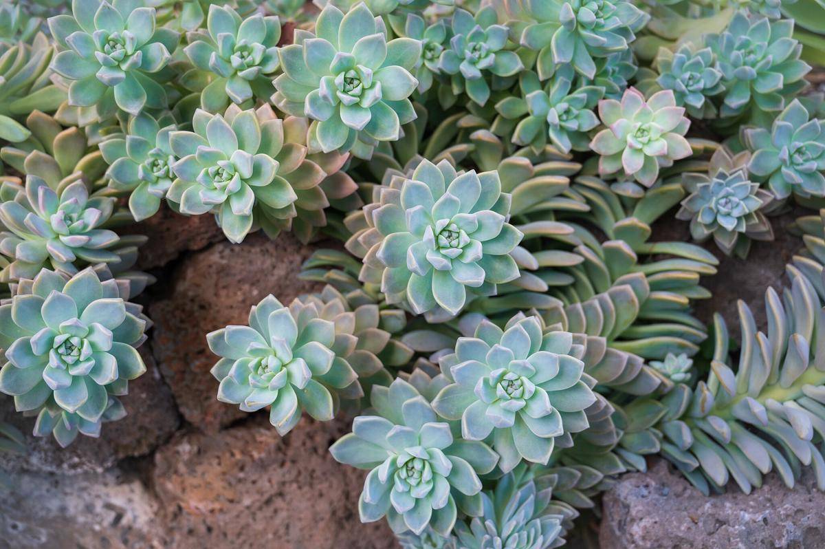 ilustrasi graptopetalum paraguayense 