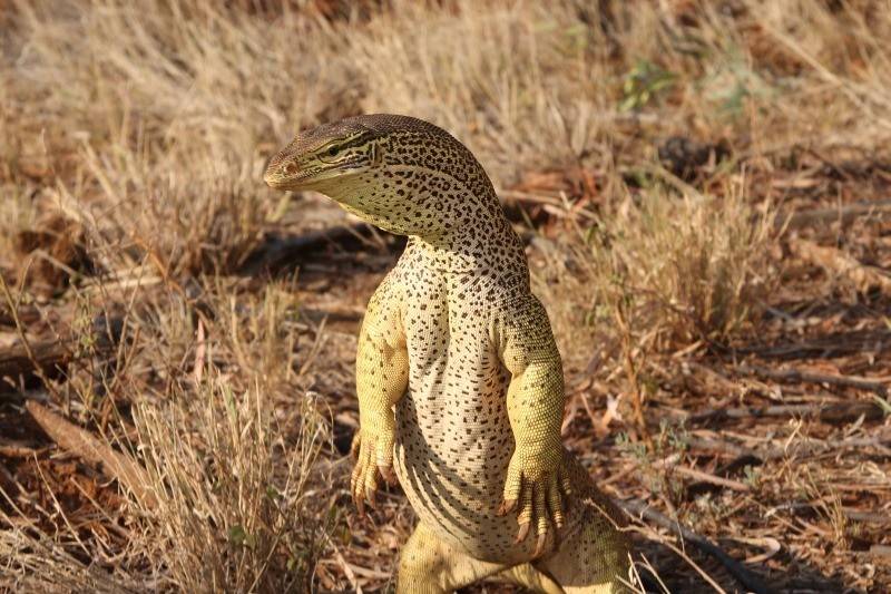 biawak (commons.wikimedia.org/dhfischer)