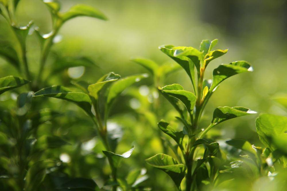 ilustrasi pucuk daun teh (unsplash.com/Timothy Newman)