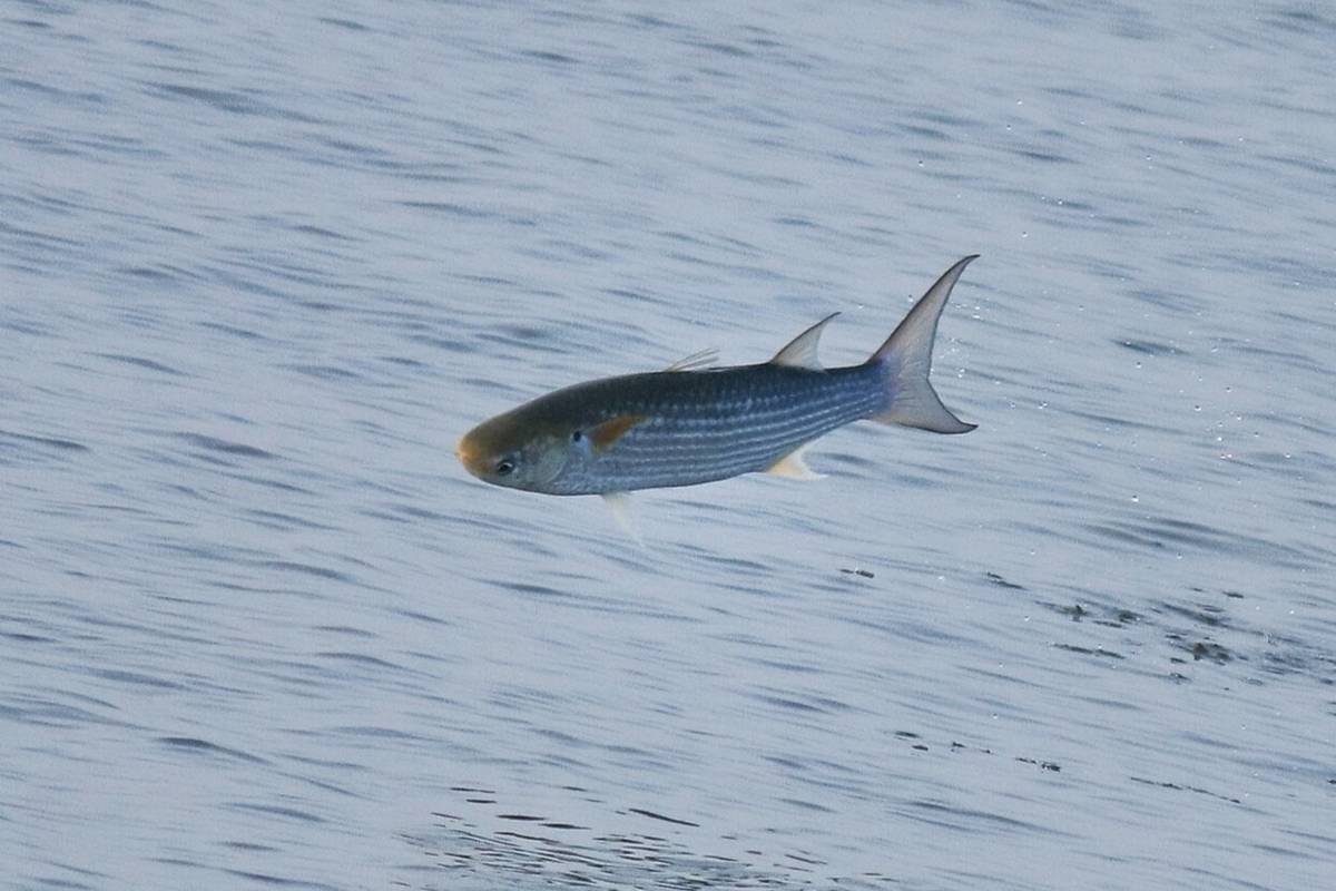 ikan belanak (commons.wikimedia.org/Afsar Nayakkan)