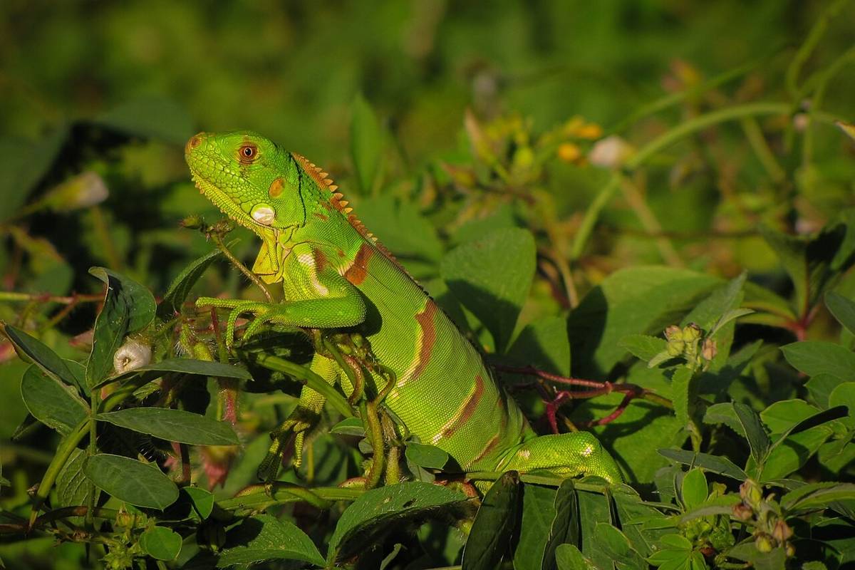 iguana (commons.wikimedia.org/KarlaFPaiva)