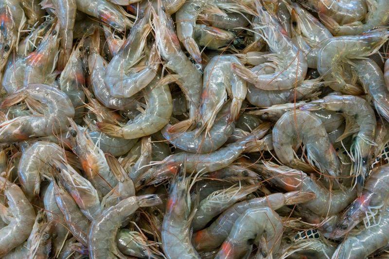 ilustrasi udang yang belum dibersihkan