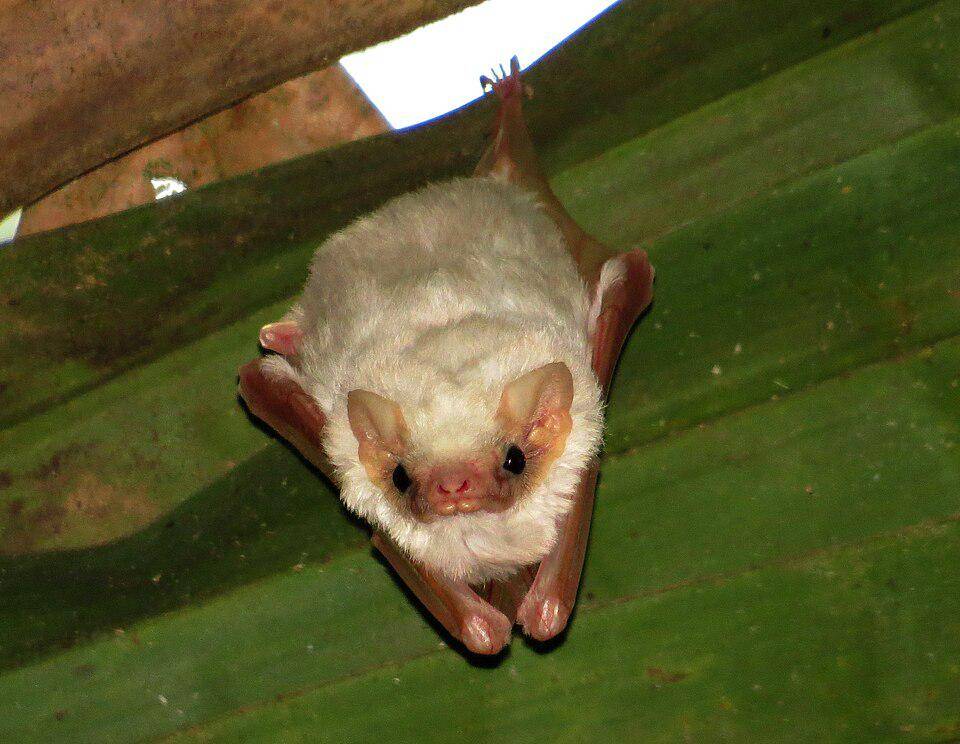 kelelawar hantu utara bertengger di daun palem (commons.wikimedia.org/Paul Prior)