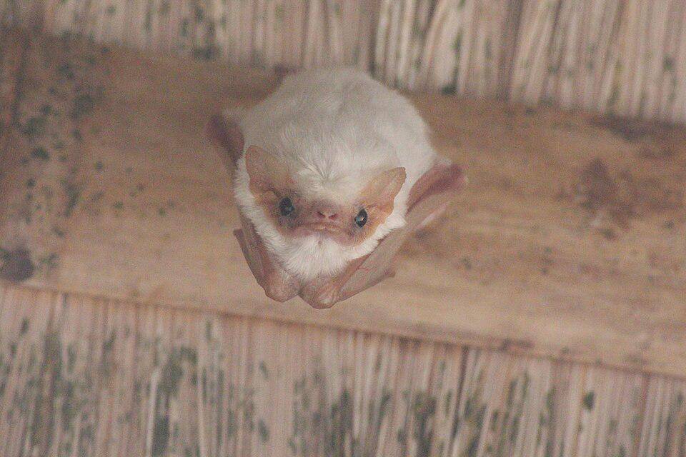 Kelelawar hantu utara ternyata bermanfaat bagi petani karena pola makan mereka. (commons.wikimedia.org/Daniel Velasco C.)