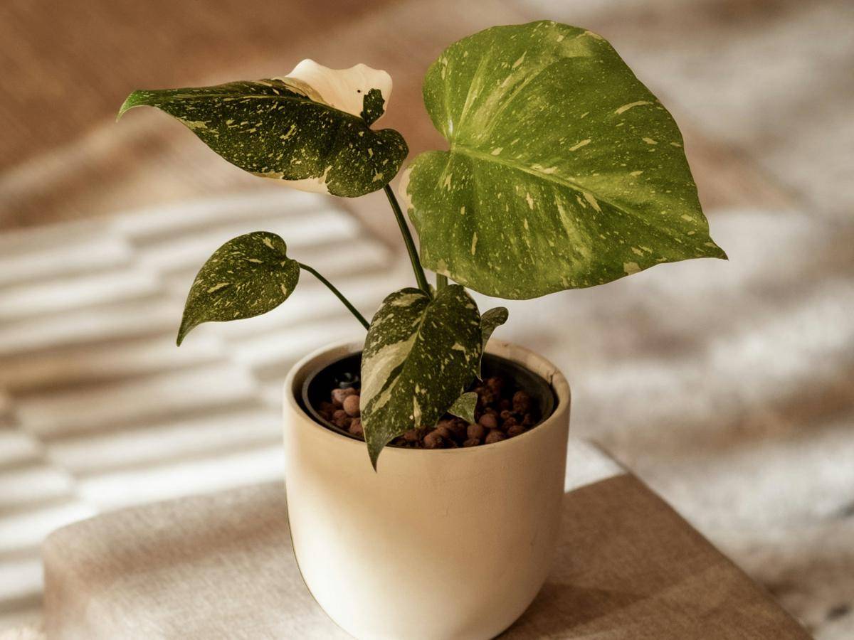 ilustrasi philodendron white knight (unsplash.com/feey)