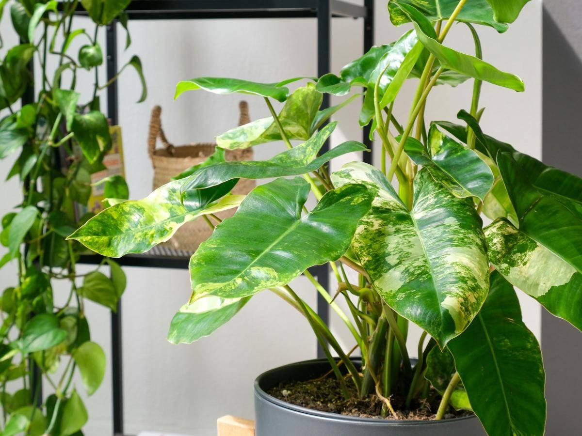 ilustrasi philodendron burle marx varigata (unsplash.com/feey)