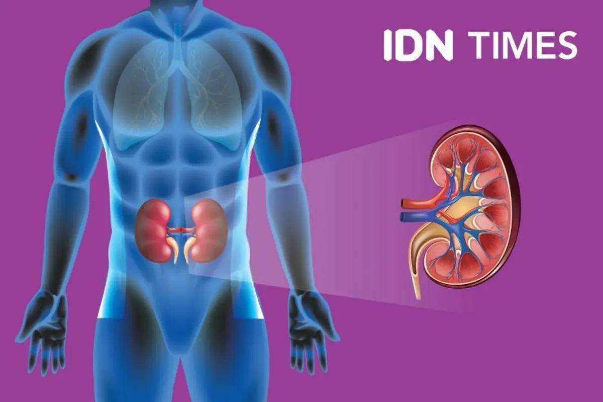Ilustrasi ginjal (Foto: IDN Times)