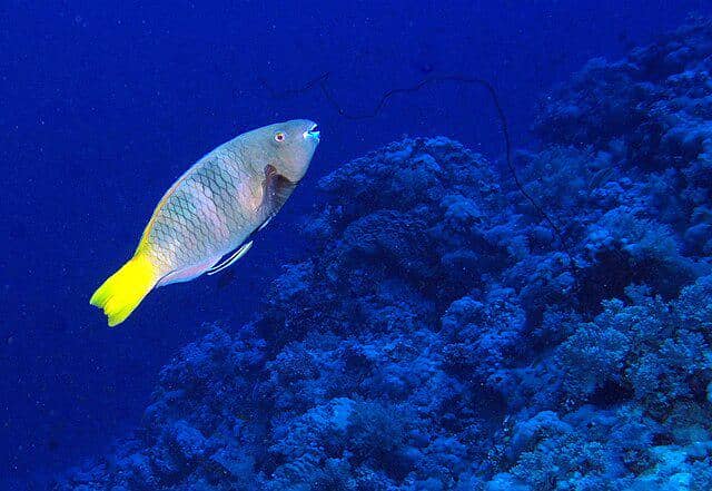 ilustrasi ikan kakatua biru (commons.wikimedia/Derek Keats)