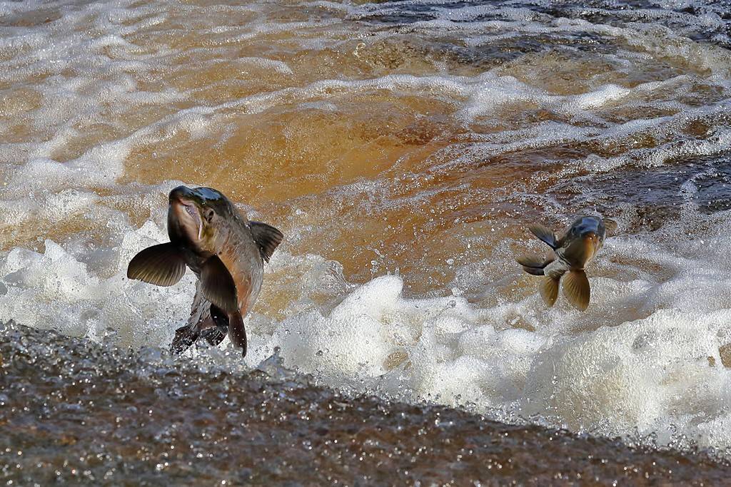ikan salmon (commons.wikimedia.org/Walter Baxter)