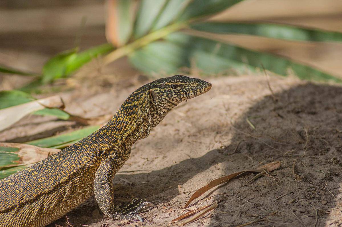 biawak (commons.wikimedia.org/peterichman)
