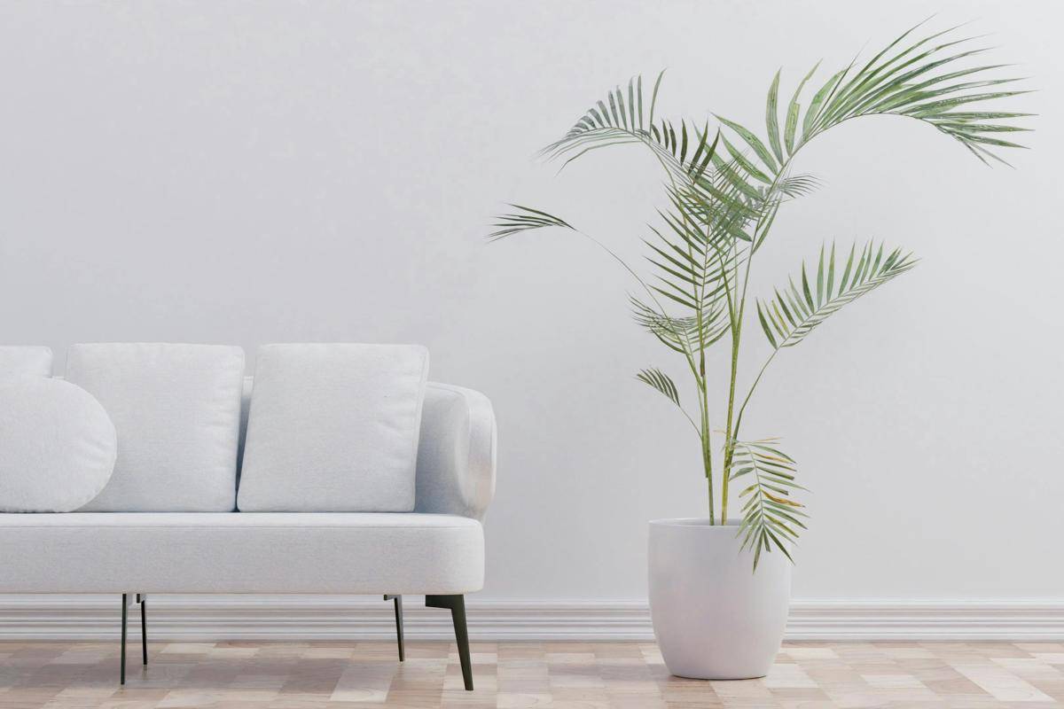 ilustrasi sofa dan tanaman