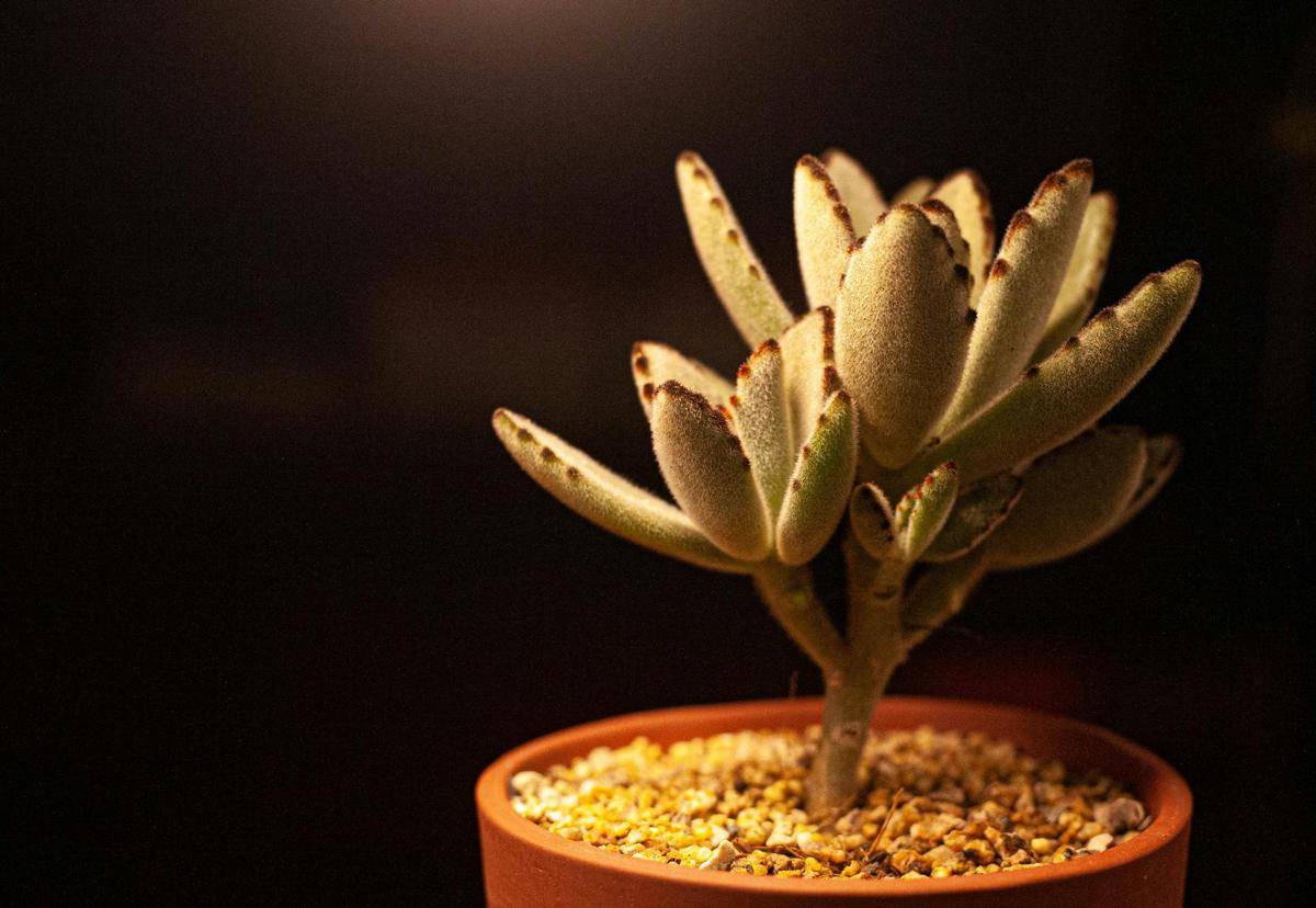 ilustrasi kalanchoe tomentosa