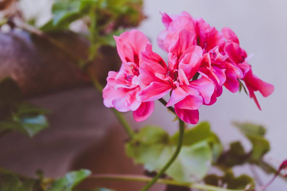 ilustrasi geranium (pexels.com/Emily)