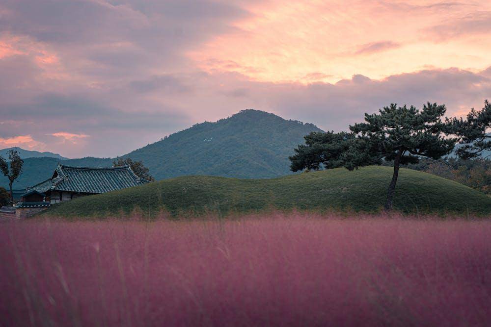 ilustrasi Taman Tumuli Gyeongju Korea Selatan (pexels.com/Dmitry Voronov)