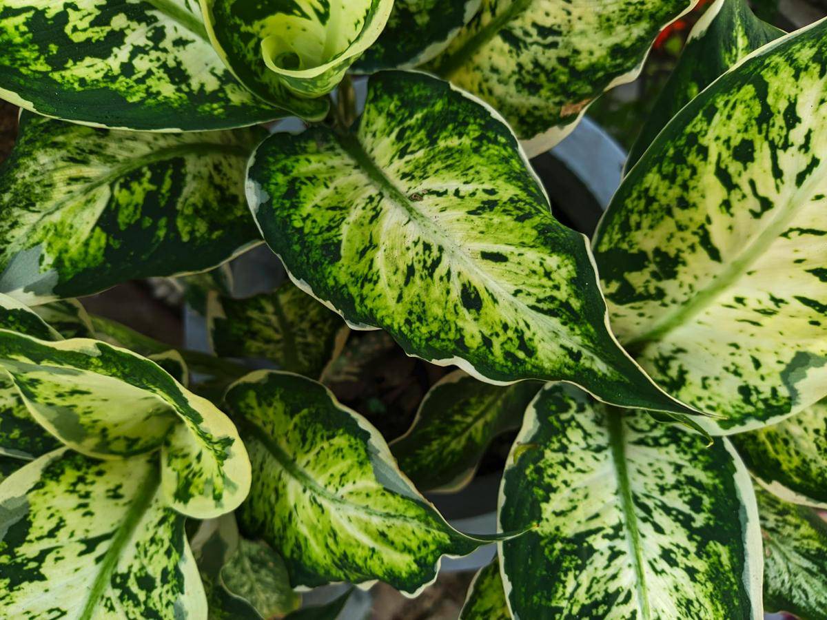 ilustrasi dieffenbachia varigata (pexels.com/Mobile Photography®)