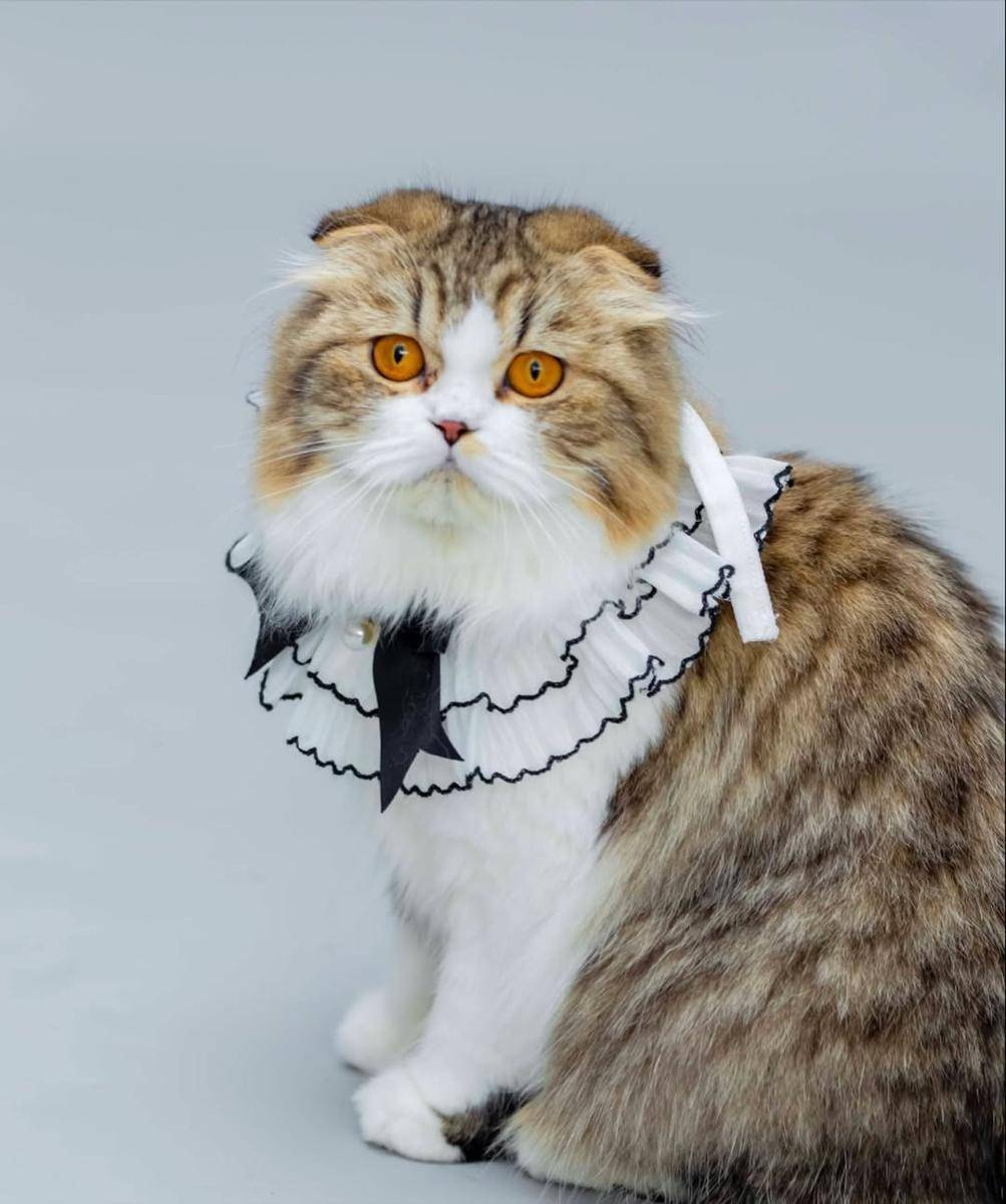 potret Marini Zumarnis dan kucing kesayangan