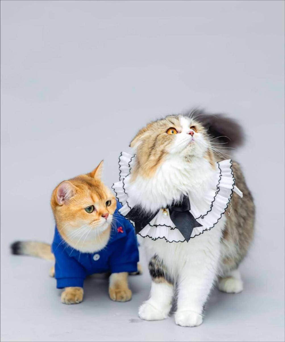 potret kucing kesayangan Marini Zumarnis