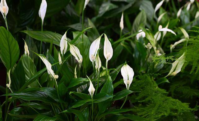 ilustrasi peace lily