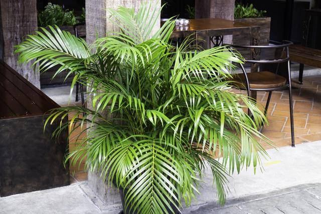 ilustrasi areca palm