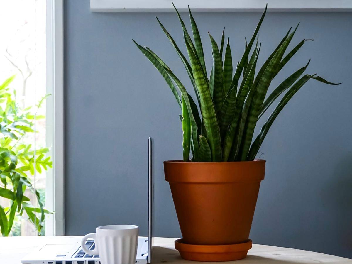 ilustrasi tanaman lidah mertua