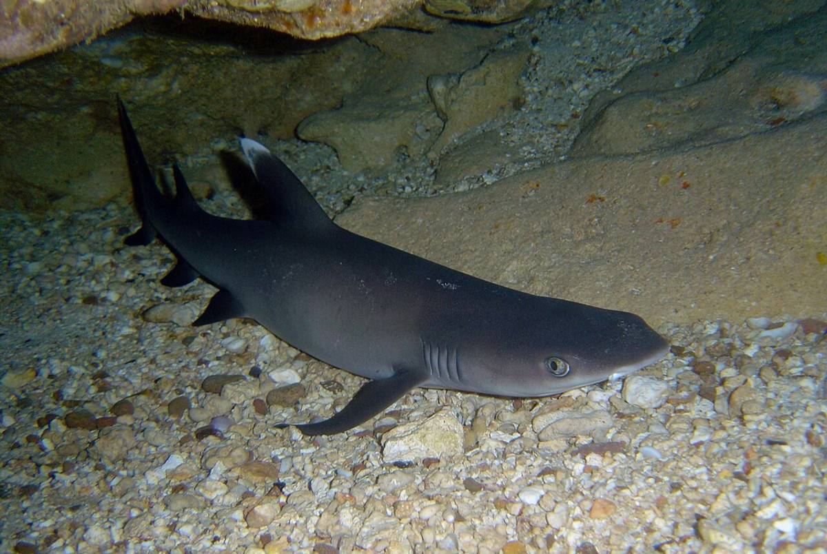 ikan hiu (commons.wikimedia.org/David Burdick)