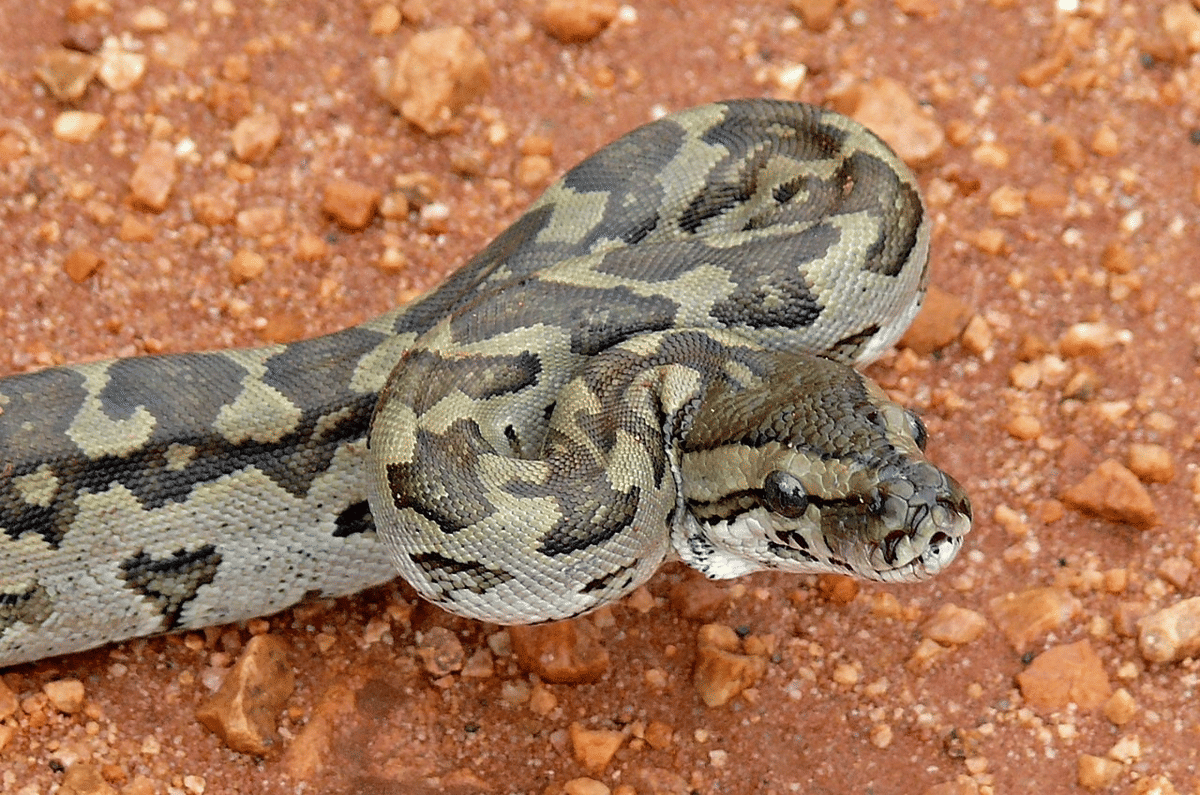 ular sanca (commons.wikimedia.org/Bernard DUPONT)