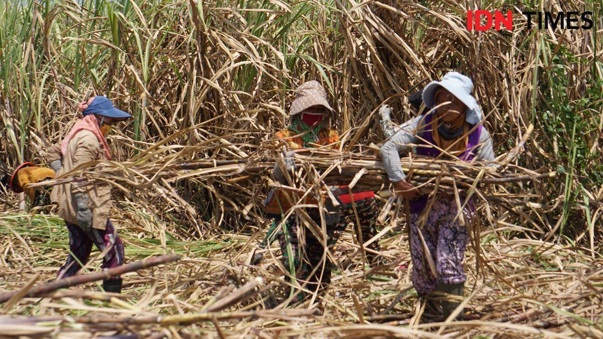 Ngadmi bersama puluhan perempuan lainya saat tebang tebu di desa Mangunrejo Kawedanan Magetan. IDN Times/Riyanto.