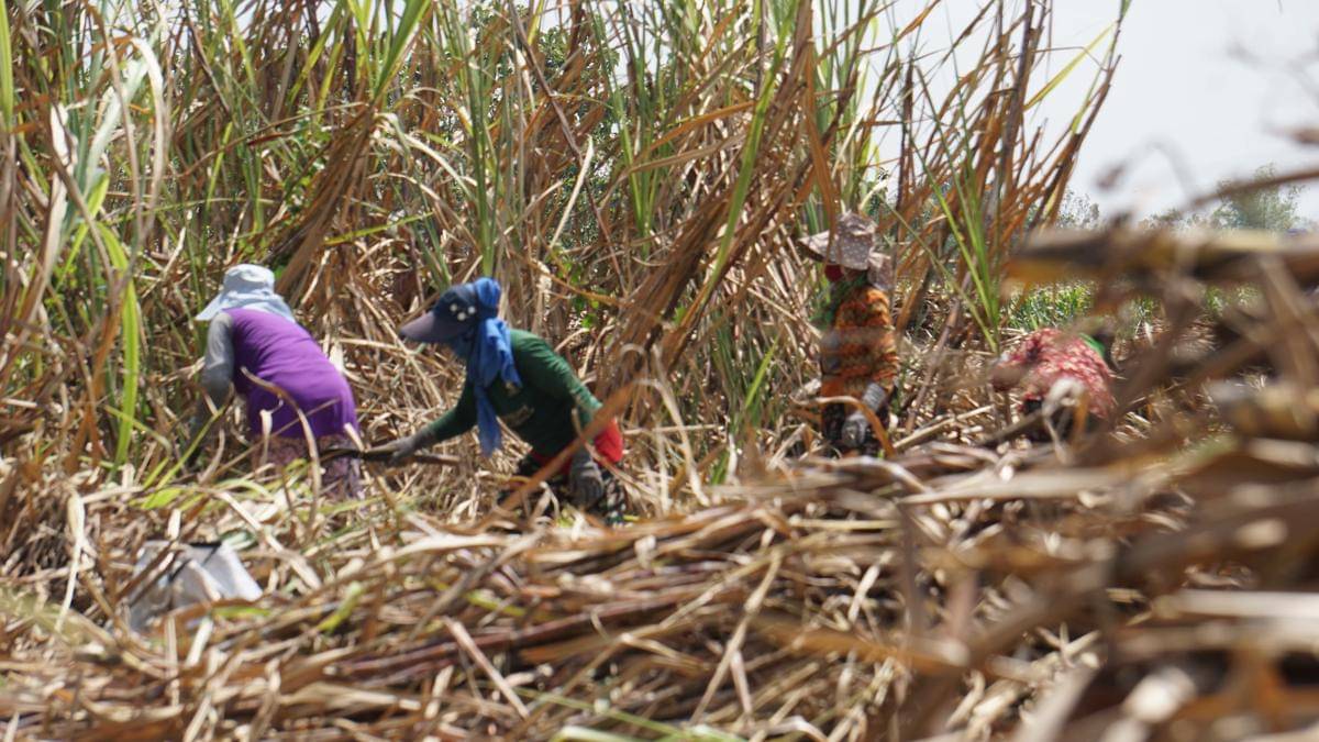 Ngadmi bersama puluhan perempuan lainya saat tebang tebu di desa Mangunrejo Kawedanan Magetan. IDN Times/Riyanto.
