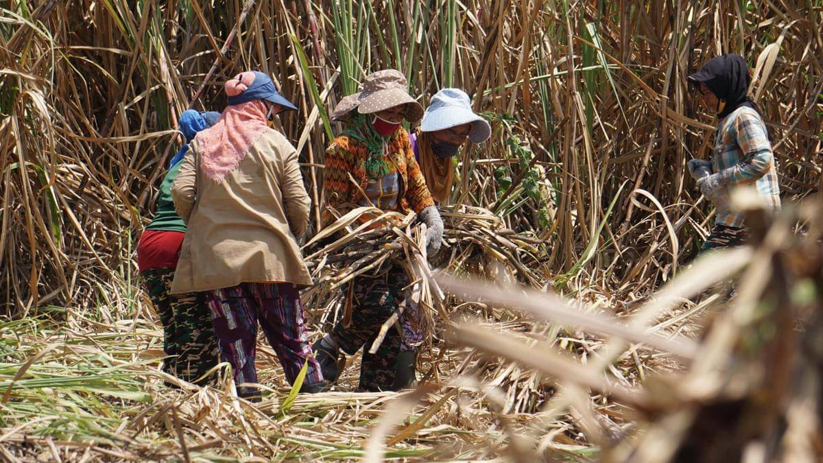 Ngadmi bersama puluhan perempuan lainya saat tebang tebu di desa Mangunrejo Kawedanan Magetan. IDN Times/Riyanto.
