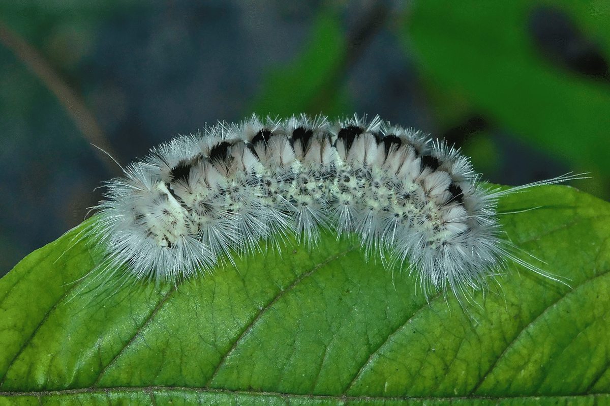 ulat bulu (commons.wikimedia.org/The Cosmonaut)