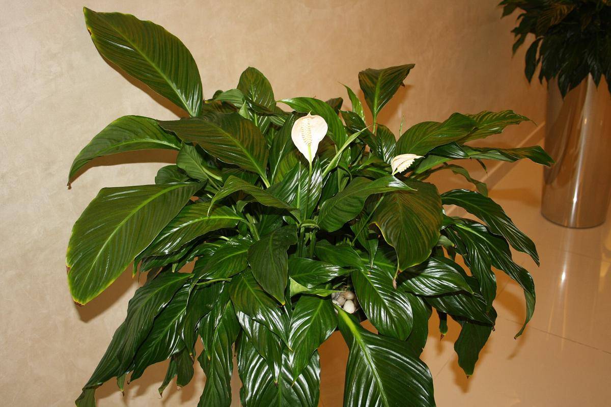 ilustrasi tanaman peace lily (commons.wikimedia.org/Travancorehistory)