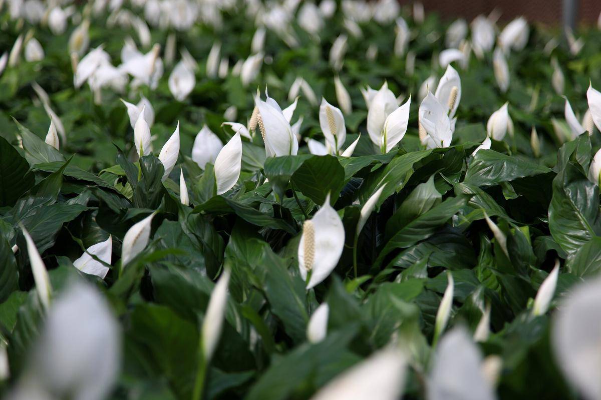 ilustrasi tanaman peace lily (commons.wikimedia.org/ForestWander)