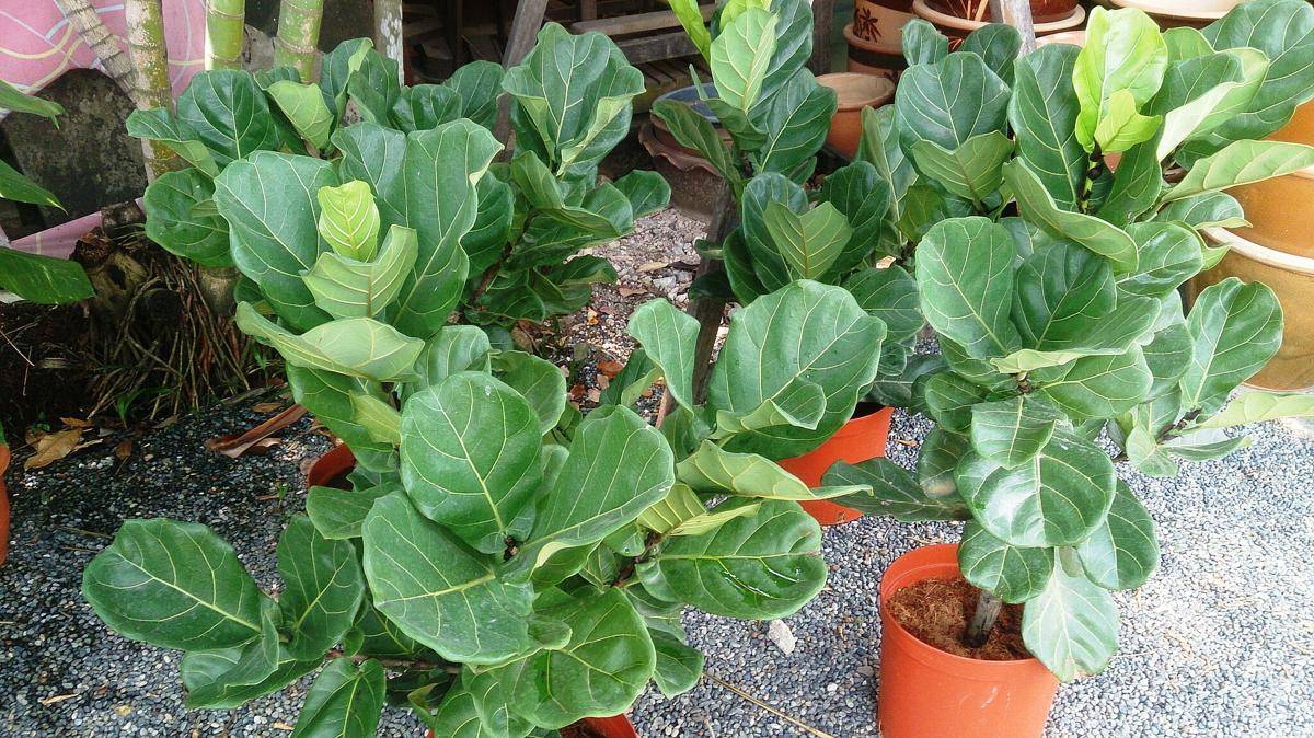 ilustrasi tanaman fiddle leaf fig (commons.wikimedia.org/Mokkie)