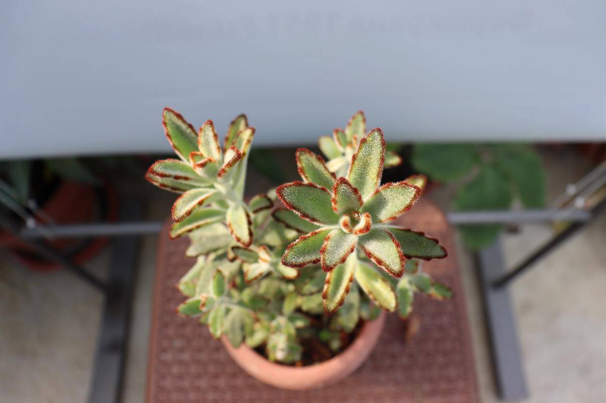 ilustrasi kalanchoe tomentosa (commons.wikimedia.org/Dandarmkd)