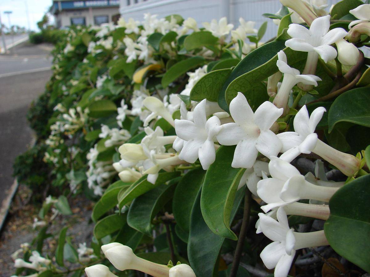 ilustrasi tanaman stephanotis (commons.wikimedia.org/Forest and Kim Starr)