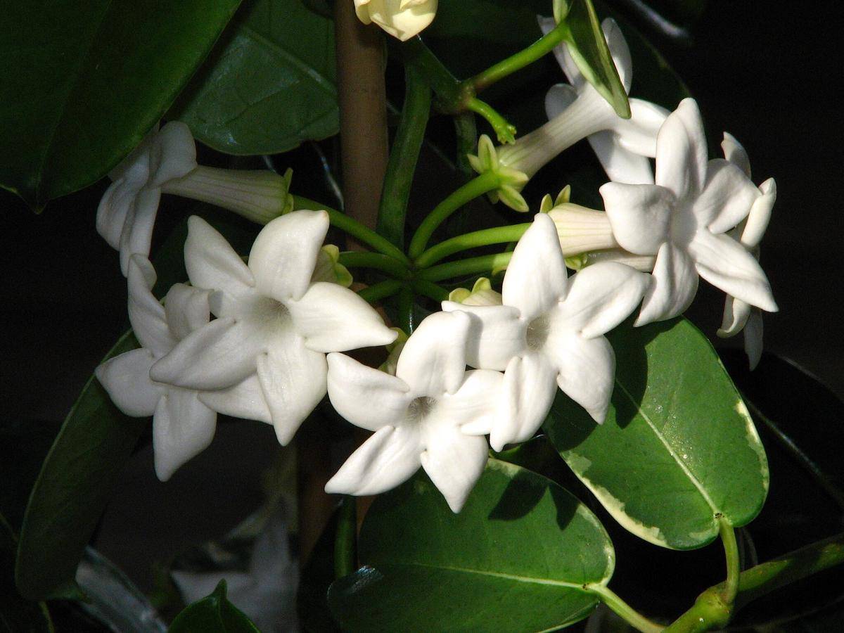 ilustrasi tanaman stephanotis (commons.wikimedia.org/Kor!An)