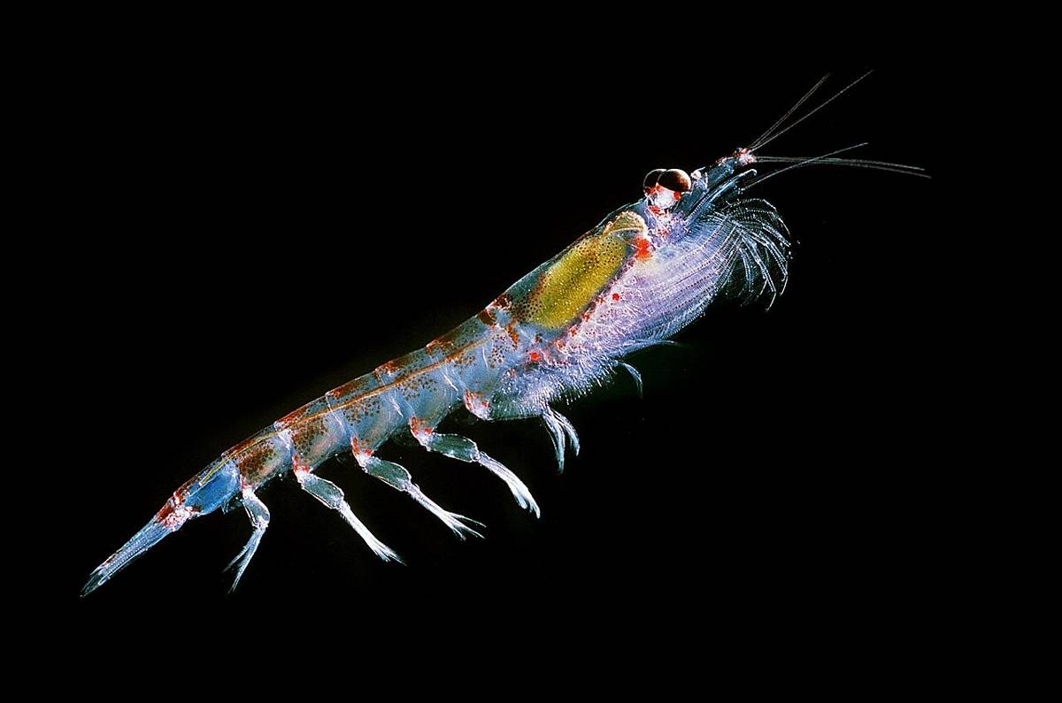 Makanan Utama Ikan Hiu