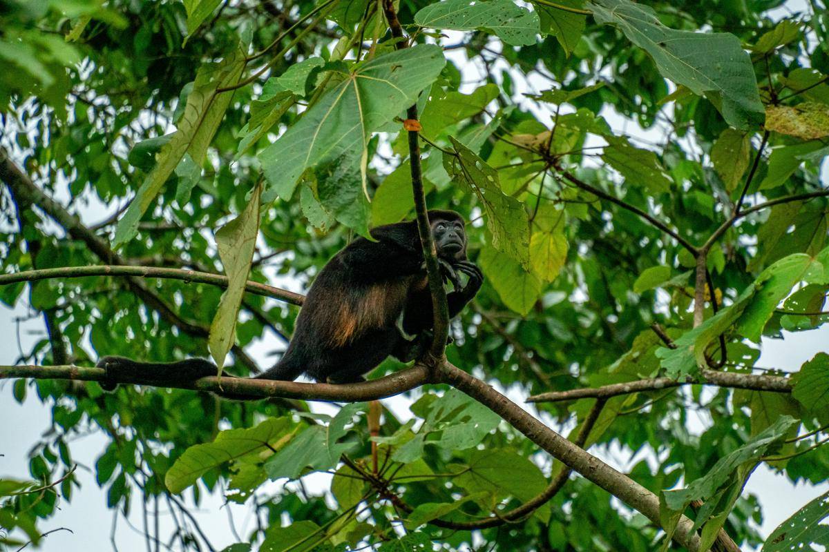 Primata dengan Ekor Terpanjang di Dunia