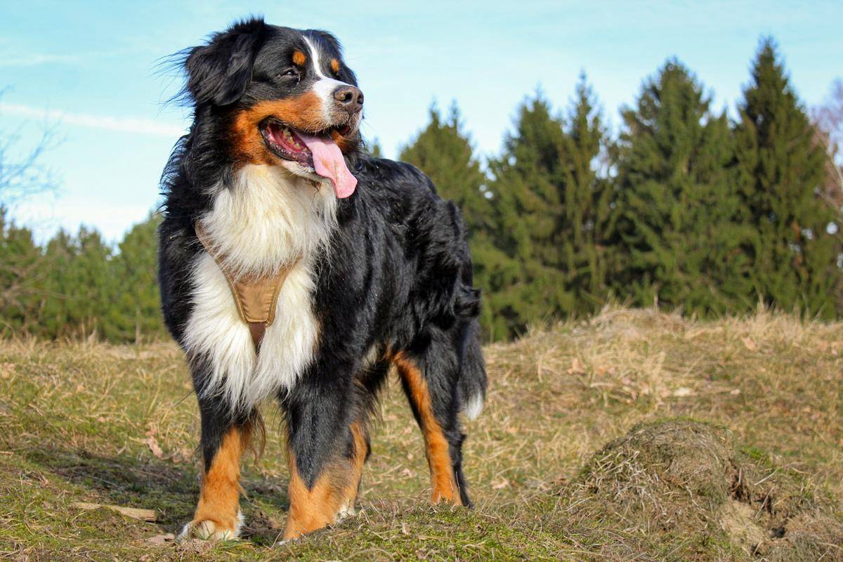 ilustrasi Bernese Mountain Dog